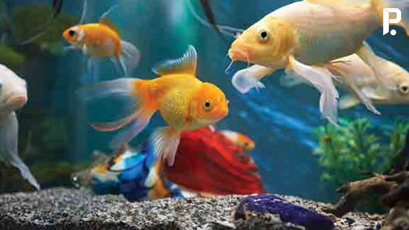 Malayalam Business News