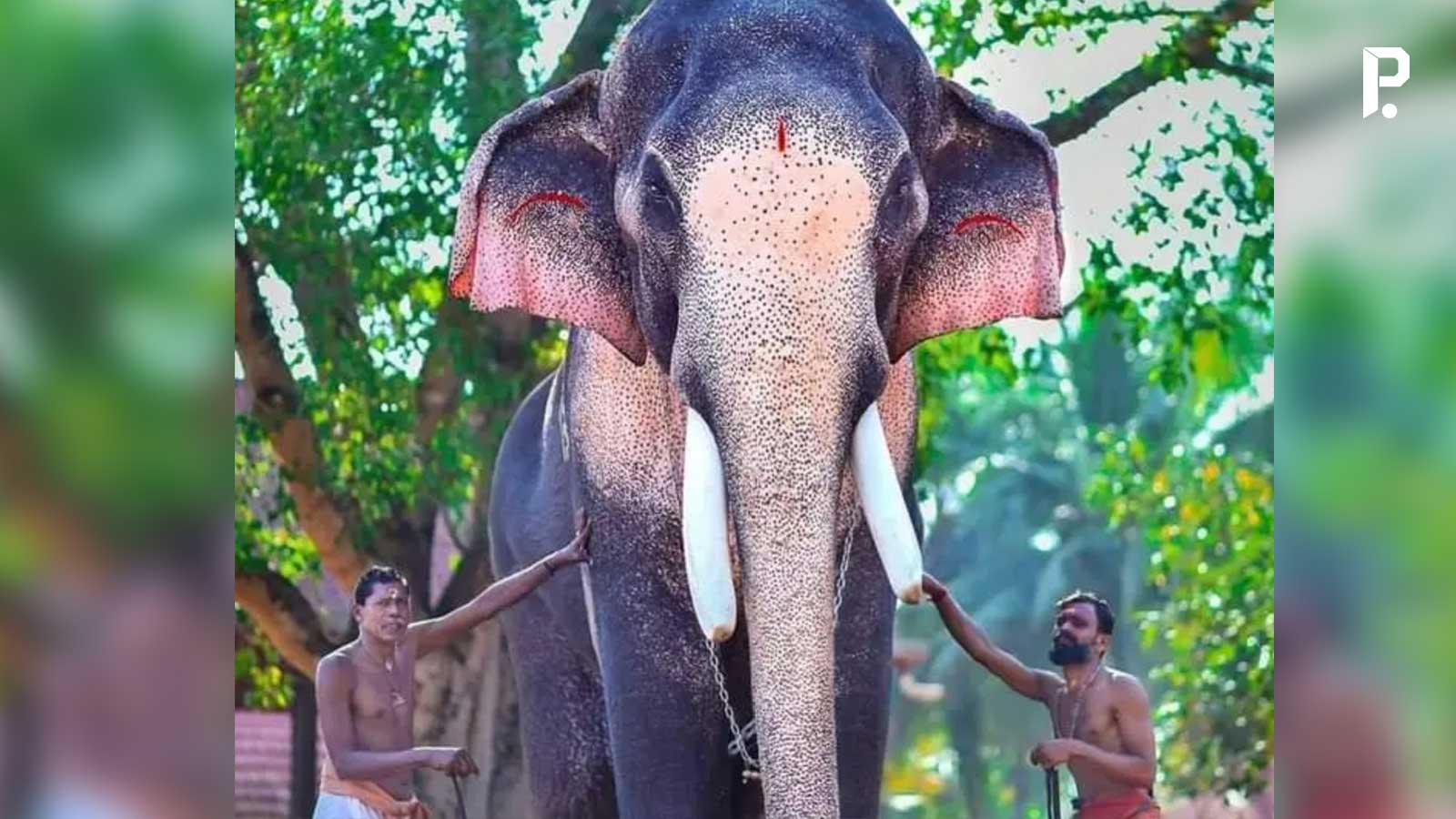 ഏക്കത്തുകയില് റെക്കോഡ് ഇട്ട് തെച്ചിക്കോട്ടുകാവ് രാമചന്ദ്രന്; 7.30 ലക്ഷം രൂപ 51 Malayalam Business News
